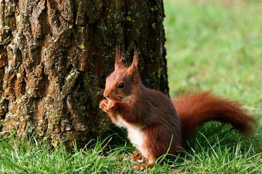 Belles images d'écureuils