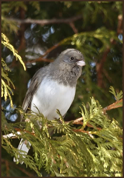 Superbes images d'oiseaux