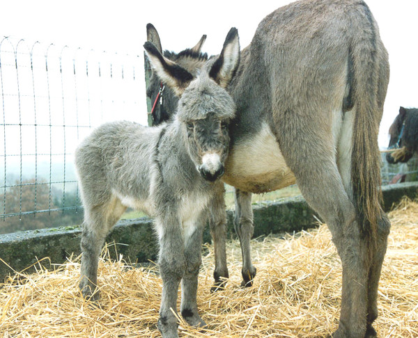 Belle famille