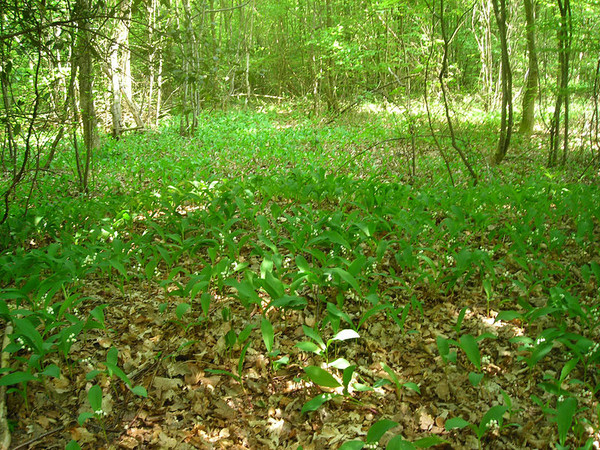 Paysages -Printemps -Eté