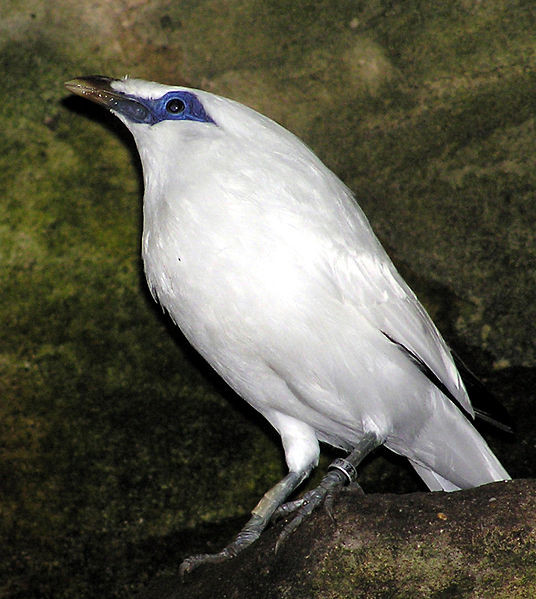 Superbes images d'oiseaux