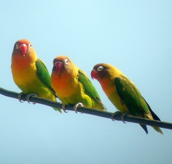 Superbes images d'oiseaux