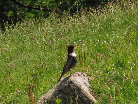 Superbes images d'oiseaux