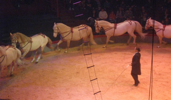 Amiens-Le cirque Arlette Gruss