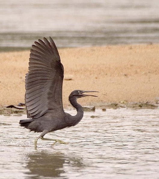 Superbes images d'oiseaux