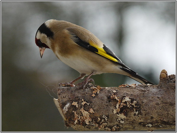 Superbes images d'oiseaux