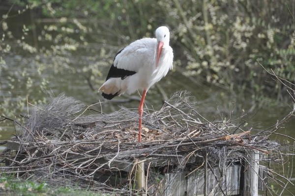 Superbes images d'oiseaux