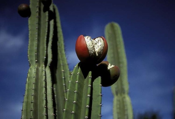 Fleurs de Cactus