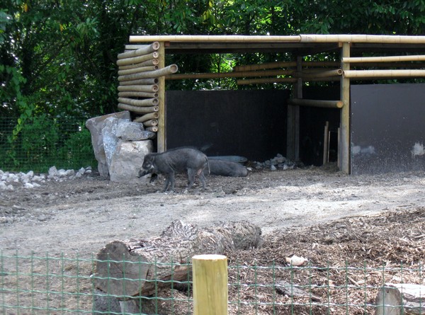 Zoo d'Amiens -2012