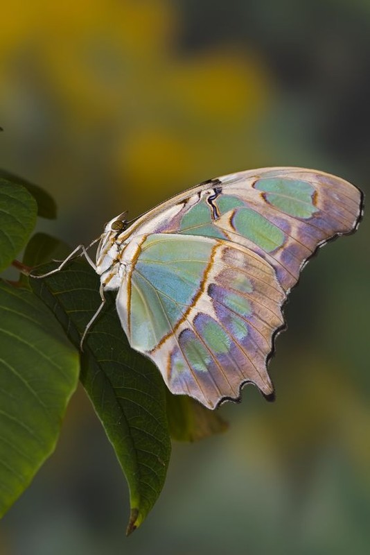 Superbe  papillon 