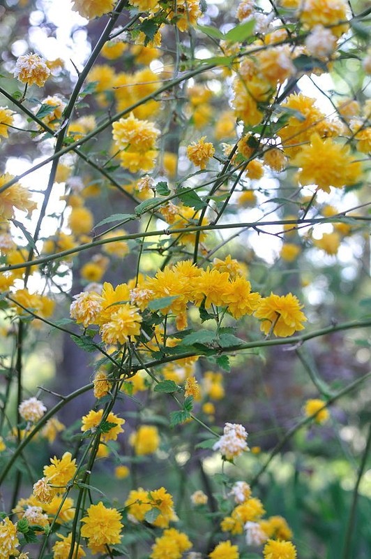 Paysages -Printemps -Eté