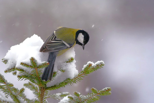 Superbes images d'oiseaux