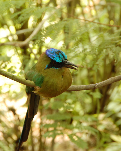 Superbes images d'oiseaux