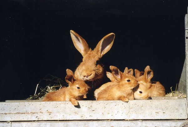 Belle famille