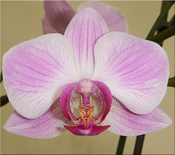Fleurs d'Orchidées