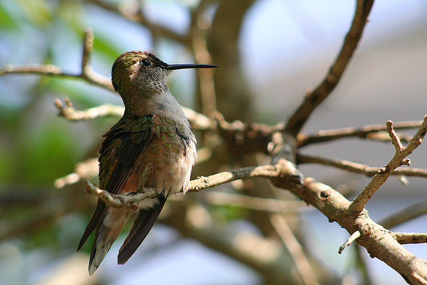 Superbes images d'oiseaux