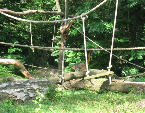 Zoo d'Amiens-2012