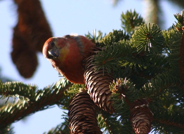 Superbes images d'oiseaux