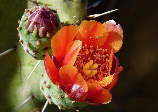 Fleurs de Cactus