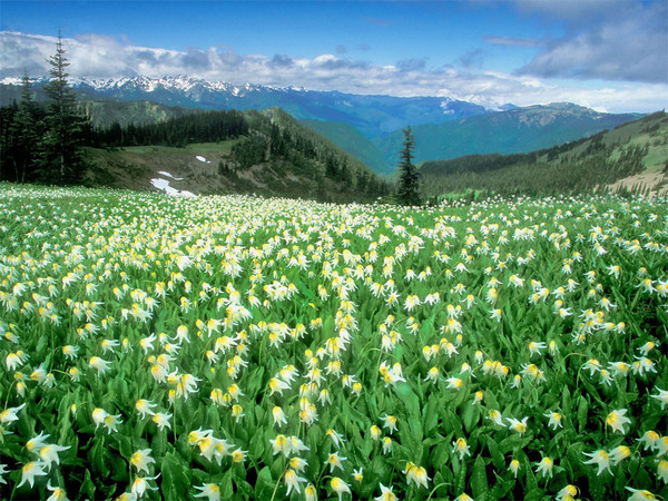 Paysages -Printemps -Eté