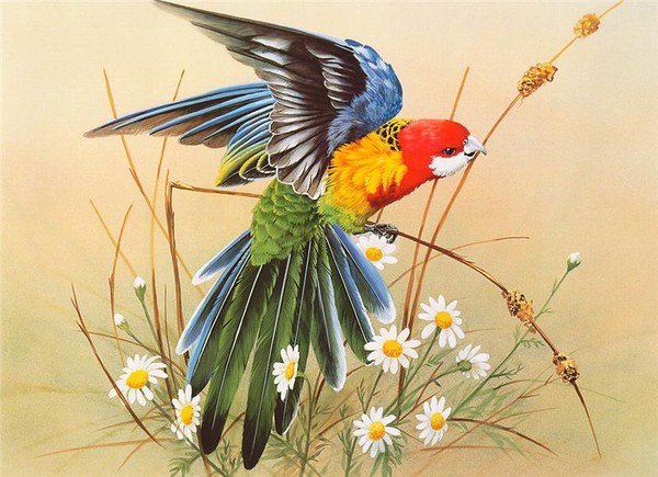 Superbes peintures d'oiseaux