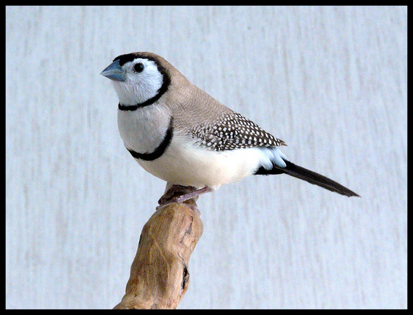 Superbes images d'oiseaux