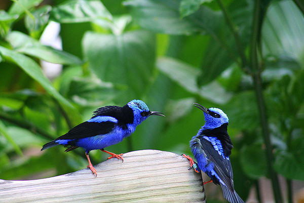 Superbes images d'oiseaux