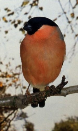 Superbes images d'oiseaux