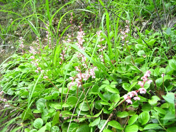 Sous bois au printemps