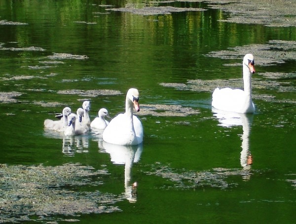 Belle famille