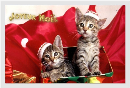 Chatons de Noël