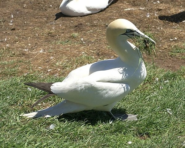 Superbes images d'oiseaux