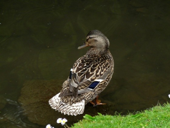 Superbes images d'oiseaux