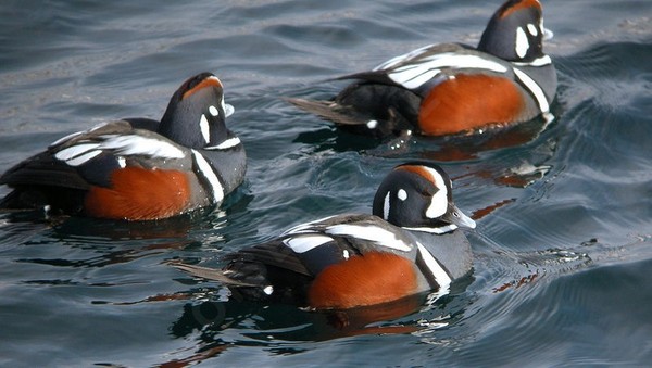 Superbes images d'oiseaux