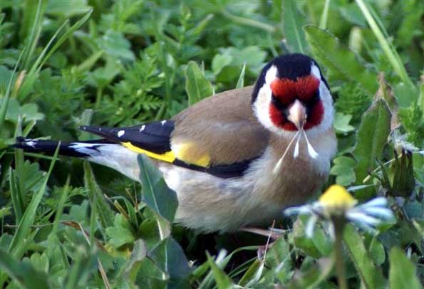 Superbes images d'oiseaux