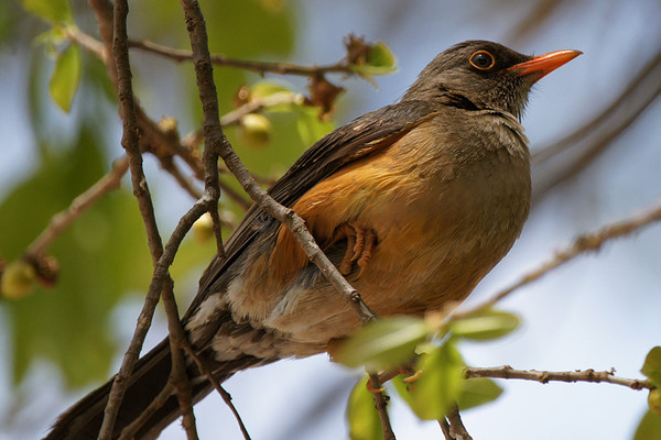 Superbes images d'oiseaux