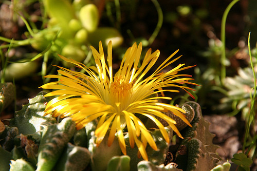 Fleurs de Cactus