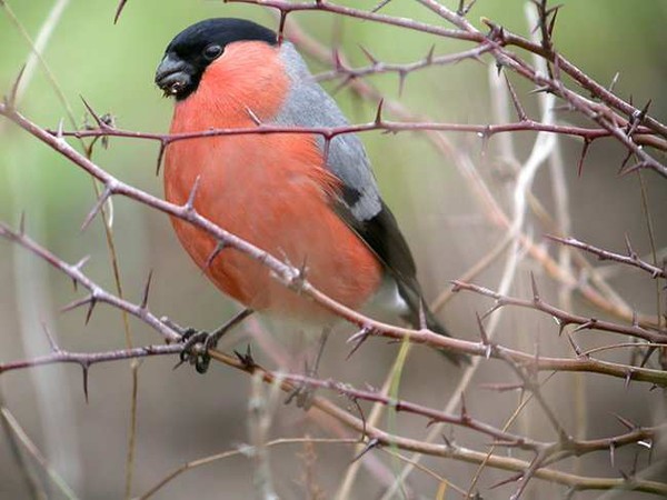 Superbes images d'oiseaux