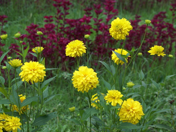 Paysages -Printemps -Eté