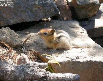 Belles images d'écureuils