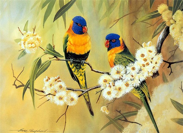 Superbes peintures d'oiseaux