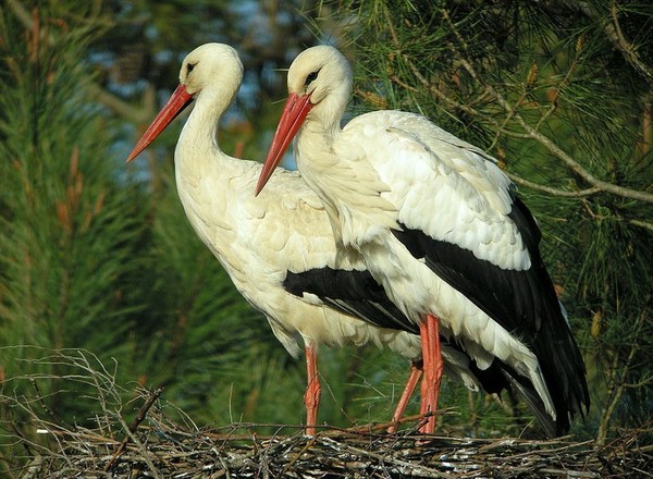 Superbes images d'oiseaux