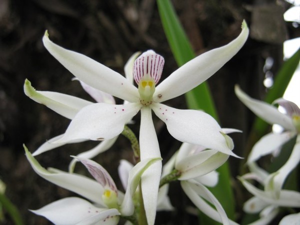 Fleurs d' Orchidées