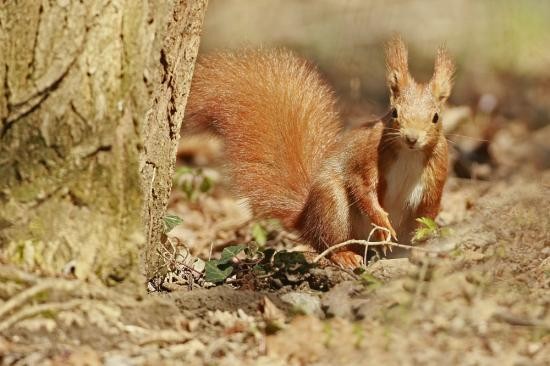 Belles images d'écureuils