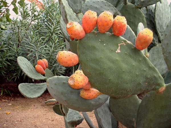 Fleurs de Cactus