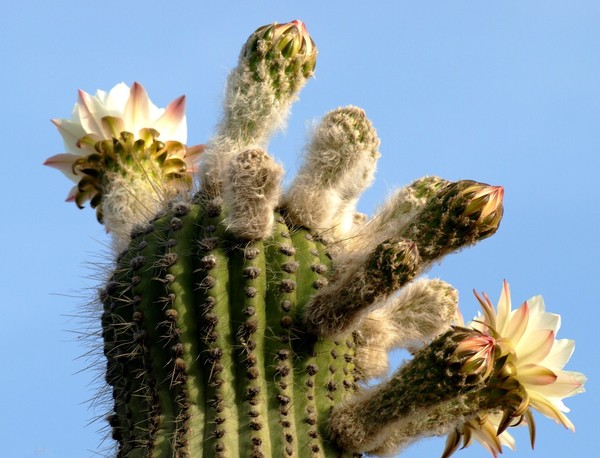 Fleurs de Cactus