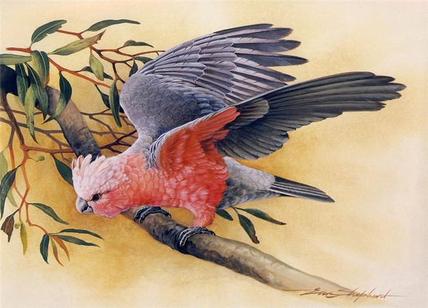 Superbes peintures d'oiseaux