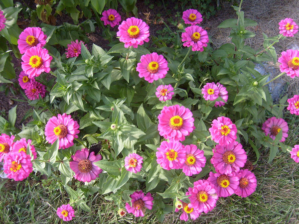 Fleurs et paysages ( printemps-été)