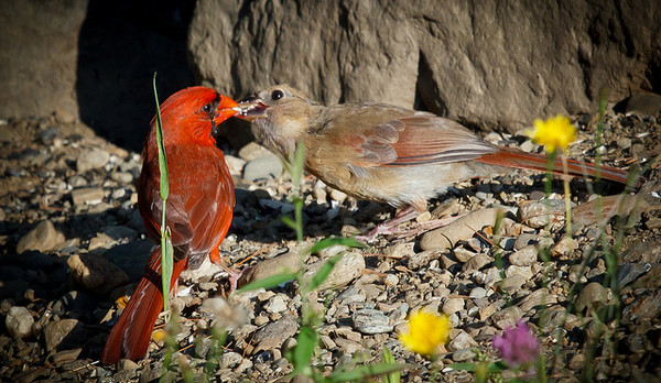 Superbe image d'oiseaux