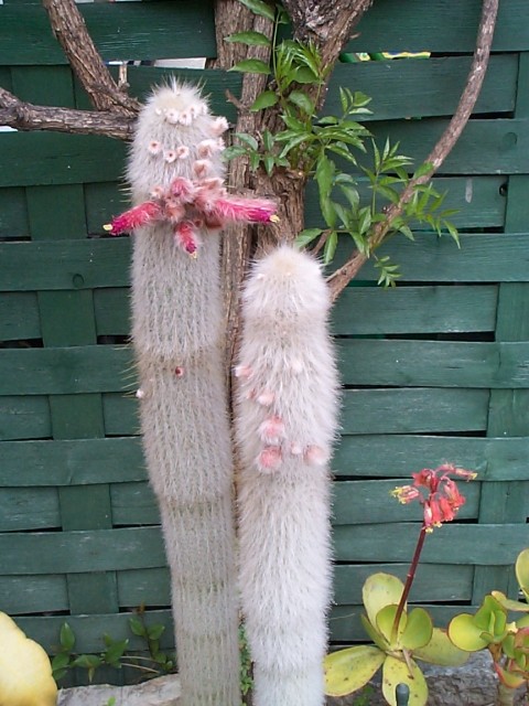 Fleurs de Cactus